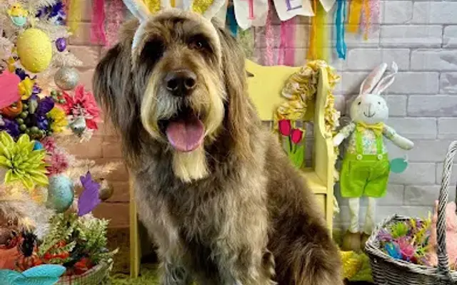 Dee's Pet Salon in Lexington, NC