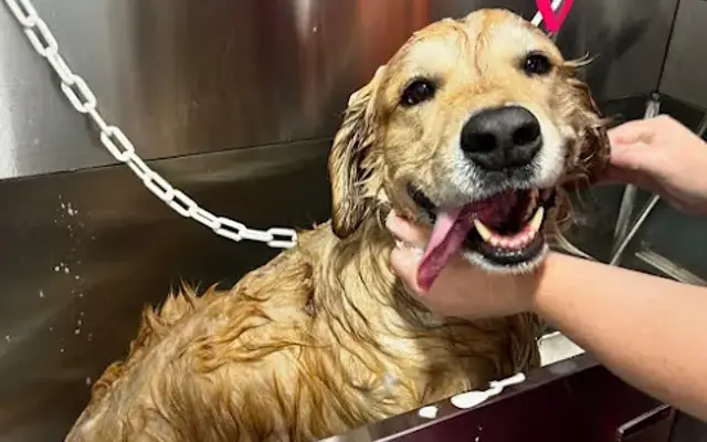 Happy Tails Pet Spa in Haltom City, TX