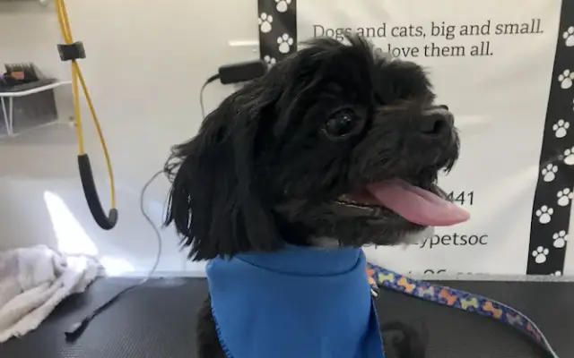 Pretty Pets Mobile Grooming in Newport Beach, CA