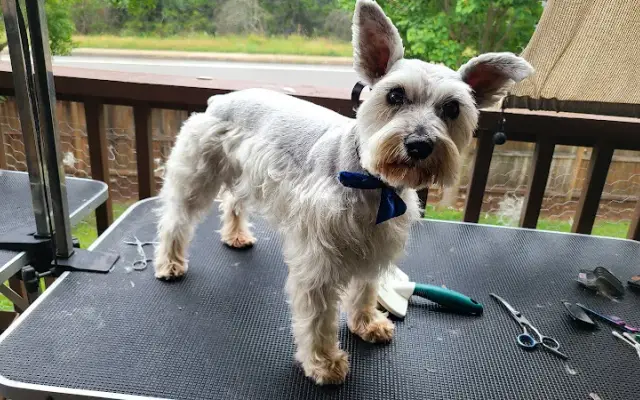 Layer of Hair - Darling Dogs - Traveling Alpha LLC in San Antonio, TX