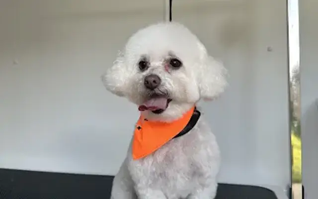 K9 Cuts & Suds Mobile Grooming in Dallas, TX