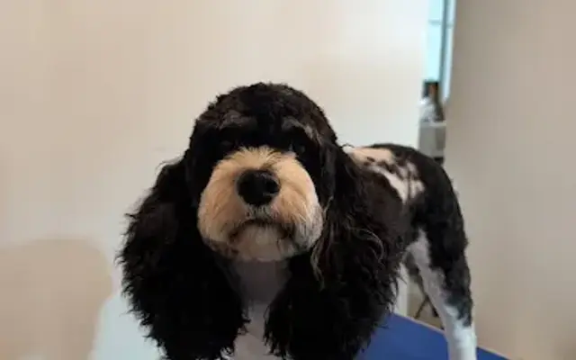 Bark Side of the Groom in Fresno, CA