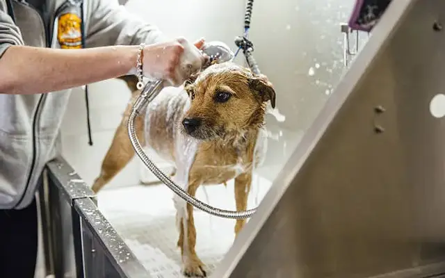 Pet Grooming in Las Vegas, NV