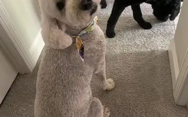 Dog Gone Cute Grooming in Hoschton, GA