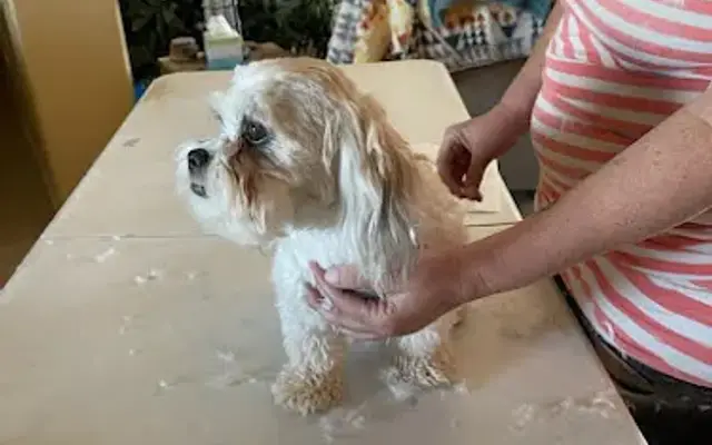 The PAWsitive Dog Groomer in Tonopah, AZ