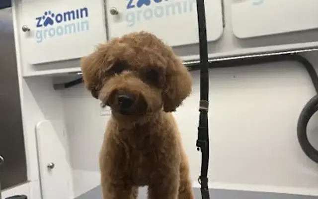 Zoomin Groomin in Vandalia, OH