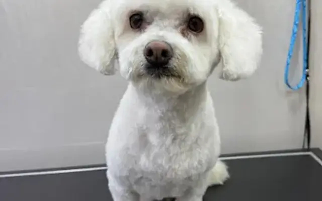 Lord Mobile Pet Grooming in San Francisco, CA