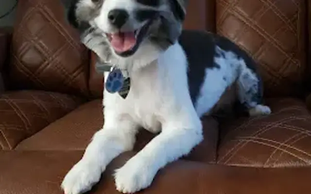 Pet Palace Groomery in Rio Rancho, NM