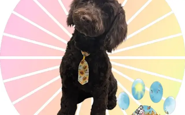 Paws & Park Pet Grooming LLC in Kernersville, NC
