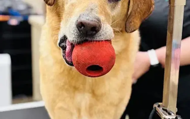 Pet Supplies Plus Beavercreek Grooming in Beavercreek, OH
