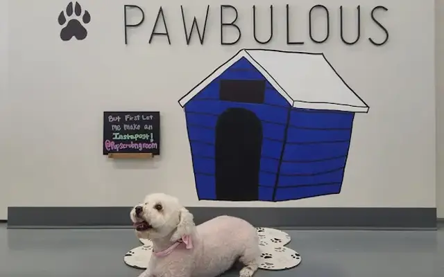 Pup Scrub & Groom in Katy, TX