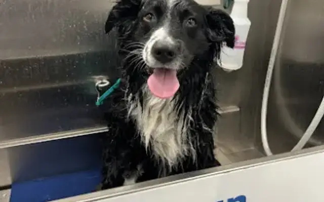 Zoomin Groomin in Atlanta, GA