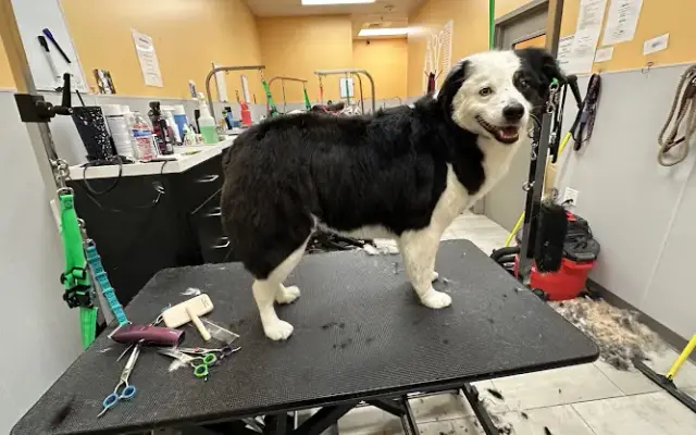 Kats & Dogs in Marysville, WA
