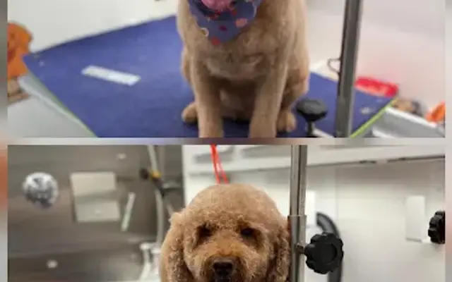 JV Mobile Pet Grooming in Washington, DC