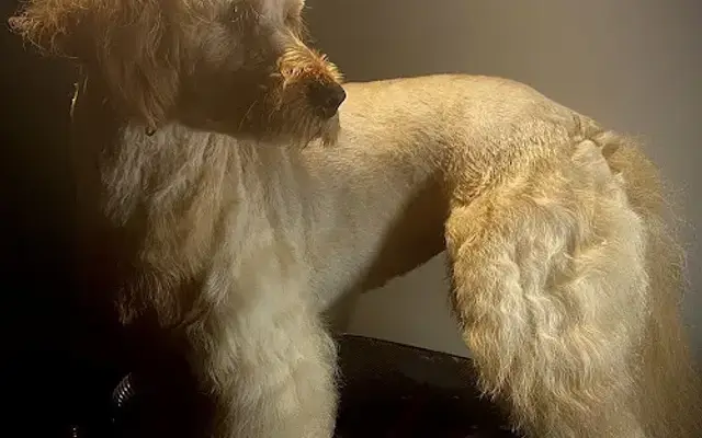 Annelies’s pup cuts and pottery in Chambersburg, PA