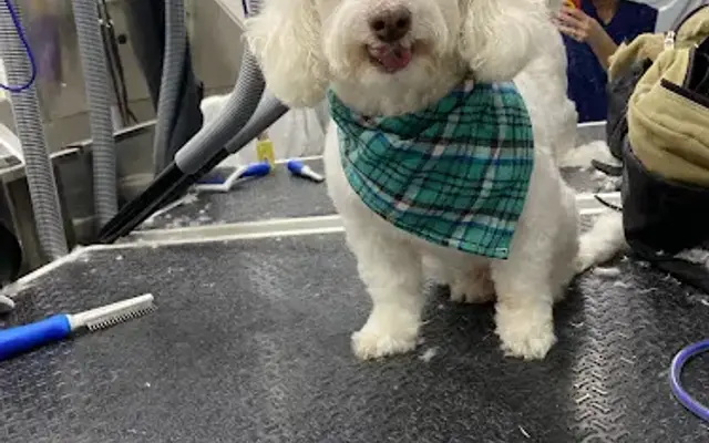 Bark & Bounce Mobile Grooming in St. Augustine, FL
