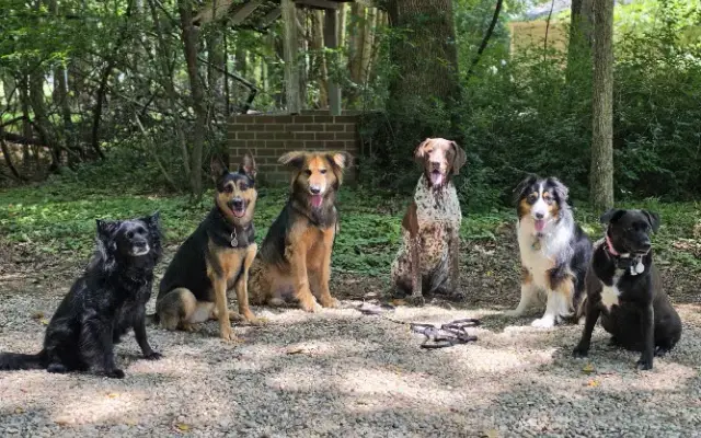 Plot Twist K9 Services in Poquoson, VA