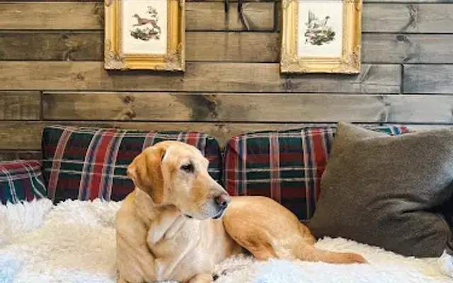 Forest and Fur Groomery in Waymart, PA