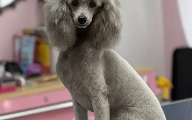 Vanity Fur of Vero Beach in Vero Beach, FL