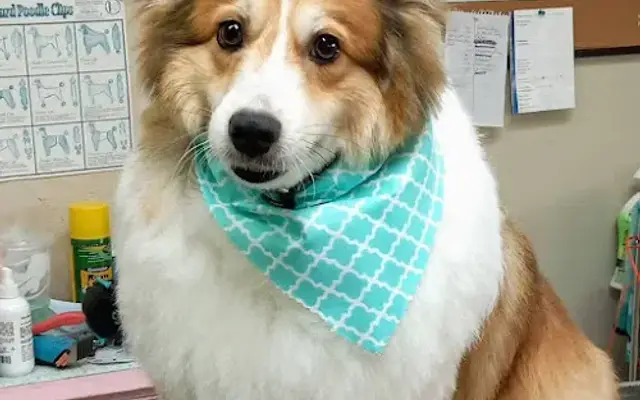 Posh Paws Pet Resort in Temple, TX
