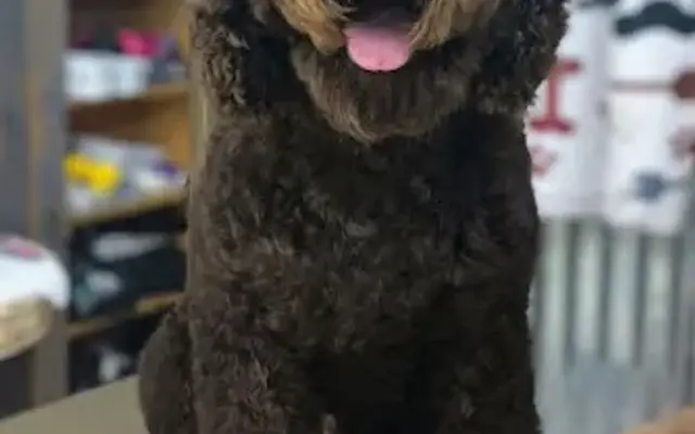 Olive Dog Grooming in Royse City, TX