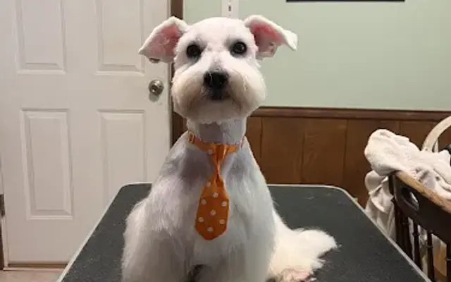 Pawsome Mobile Pet Spa in Wylie, TX