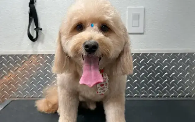 Lilos Mobile Pet Spa Houston in Katy, TX