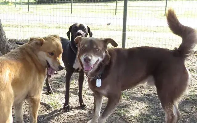 Pace Creek Pet Retreat in Whitewright, TX
