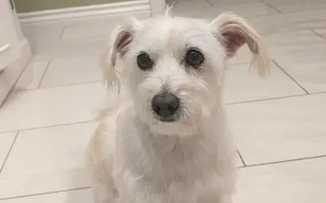 Groom-R in Torrance, CA