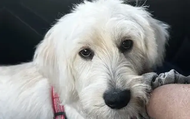 Valley Goldendoodles in Hidalgo, TX