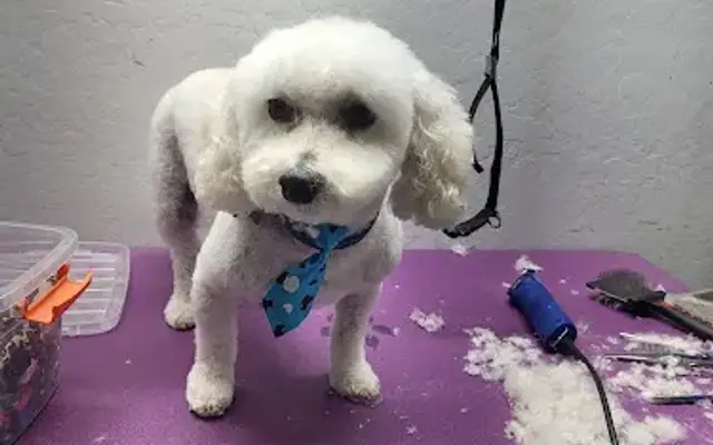 Unique's mobile grooming in Gilbert, AZ