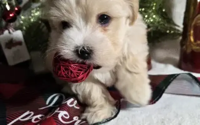 tooties-cuties-havanese in Trinity, AL