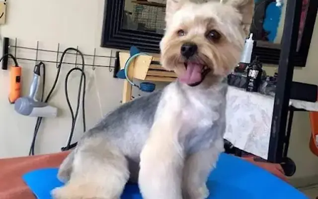 Family Pets Grooming in Kissimmee, FL