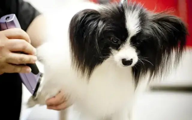 Southside Grooming by Teresa in Tyler, TX