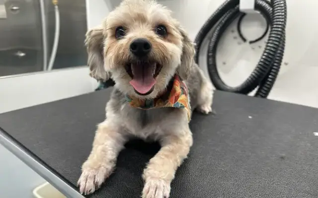 Happy Tails RVA in Richmond, VA
