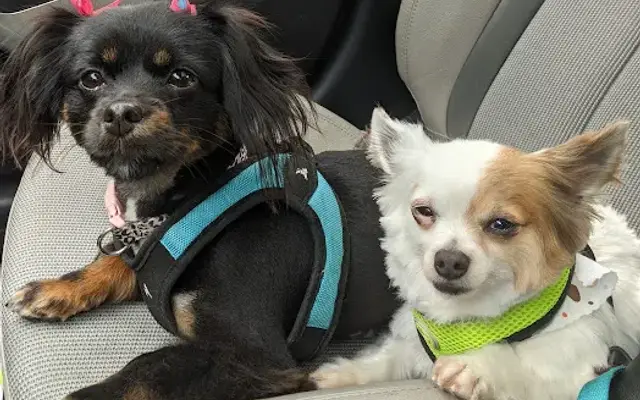 Gregory's Grooming Salon in Marietta, GA
