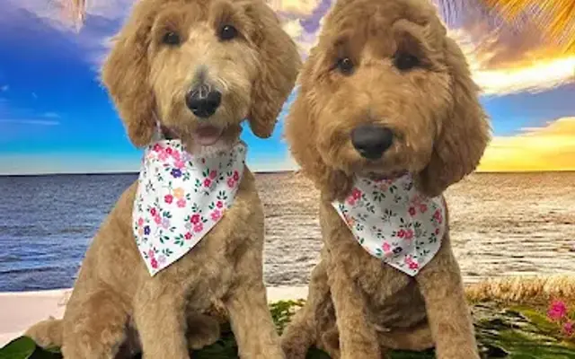 TLC Grooming Studio in Everman, TX