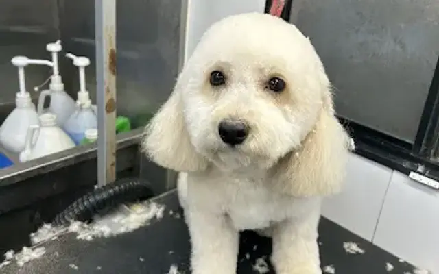 TOP DAWG MPG SERVICES LLC MOBILE PET GROOMING in Elk Grove, CA