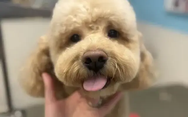 Porter’s Paws in Carrollton, IL