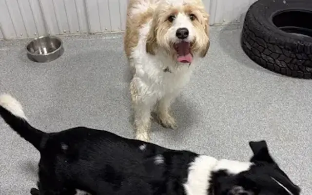 Wags 2 Wellness Veterinary Care Center in Minooka, IL