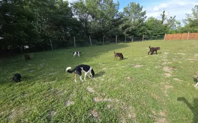 Inside Out Dog Daycare & Training in Fayetteville, AR