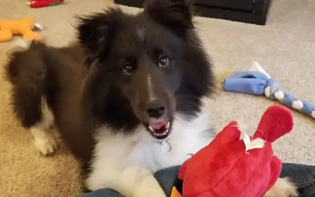 Handsome Helper Pet Care in Raleigh, NC