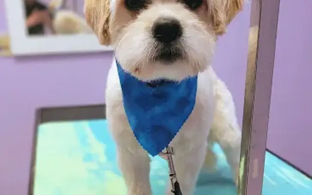 The Styling Pooch Pet Services & Supplies LLC in Phillipsburg, NJ