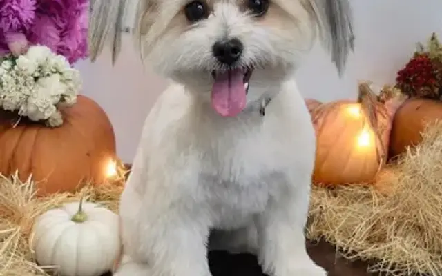 Graceful Paws Pet Salon in New Paris, OH