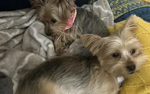 Mobile Pet Dog Grooming Homestead Fl in Homestead, FL