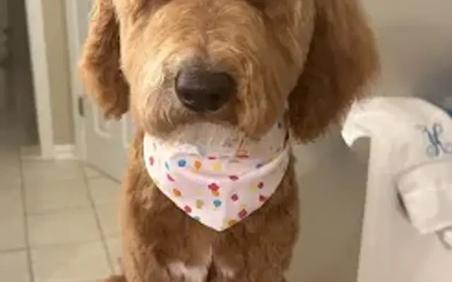 Leah's Mobile In Home Dog Grooming LLC in Forsyth, GA