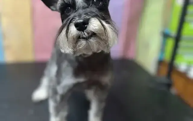 Pet de Tails Grooming in Houston, TX