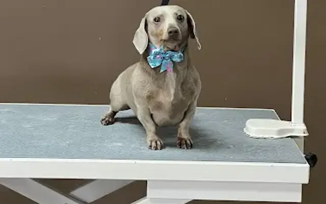 WagginTails Grooming Salon, LLC. in Brookwood, AL