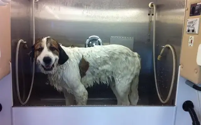 Jennifurs Mobile Pet Grooming in Overland Park, KS