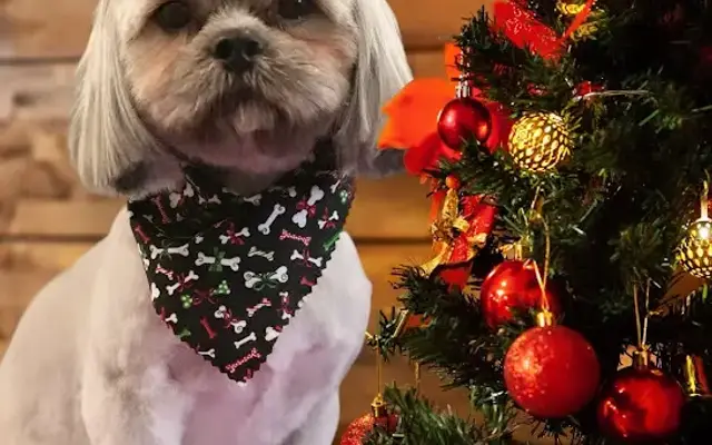 Cherry Pup Mobile Dog Grooming in Hemet, CA